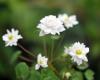 Show product details for Anemonella thalictroides Kikuzaki White